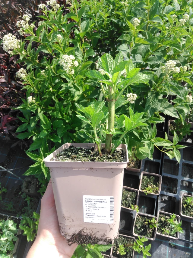 Punalatva Snowball - 2024