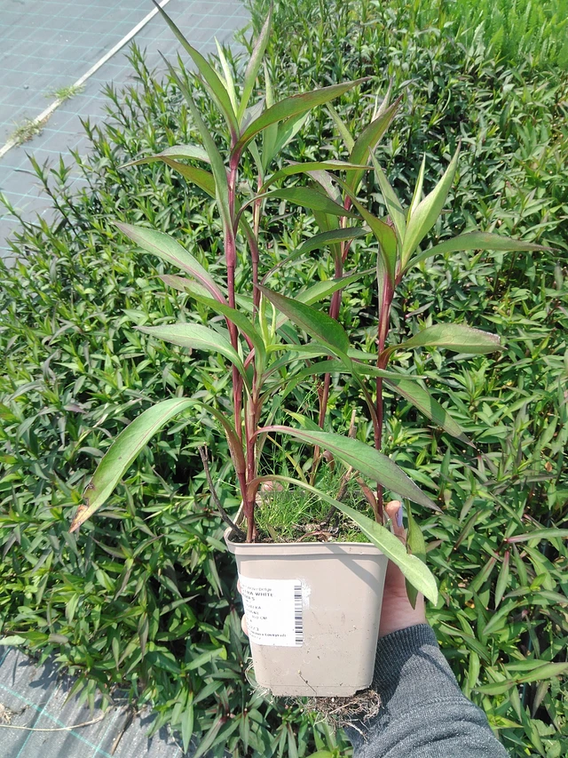 Syysasteri White Ladies - 9. 6. 2025