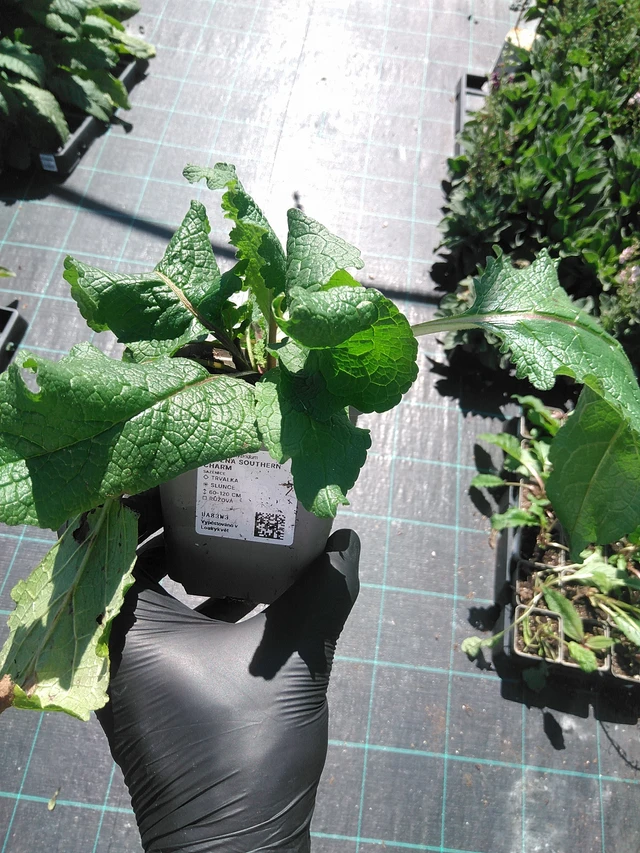 Verbascum Southern Charm - 19. 8. 2025