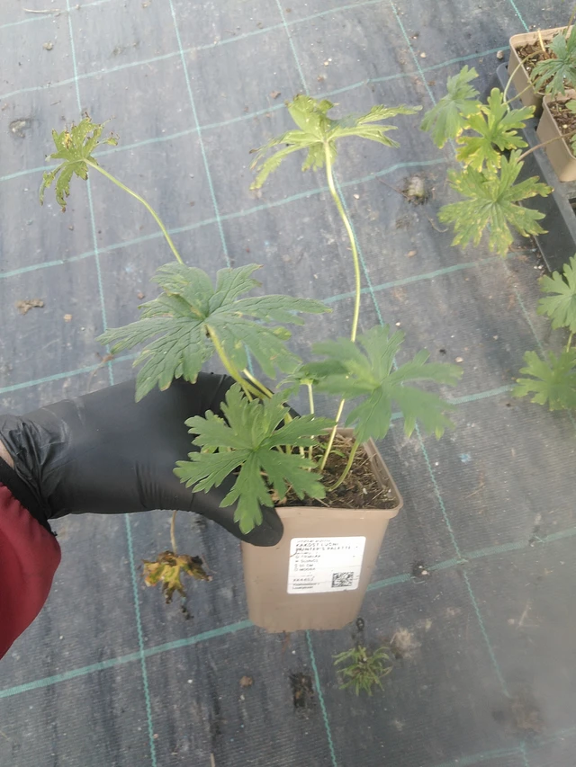 Kyläkurjenpolvi Painter’s Palette - 13. 10. 2025