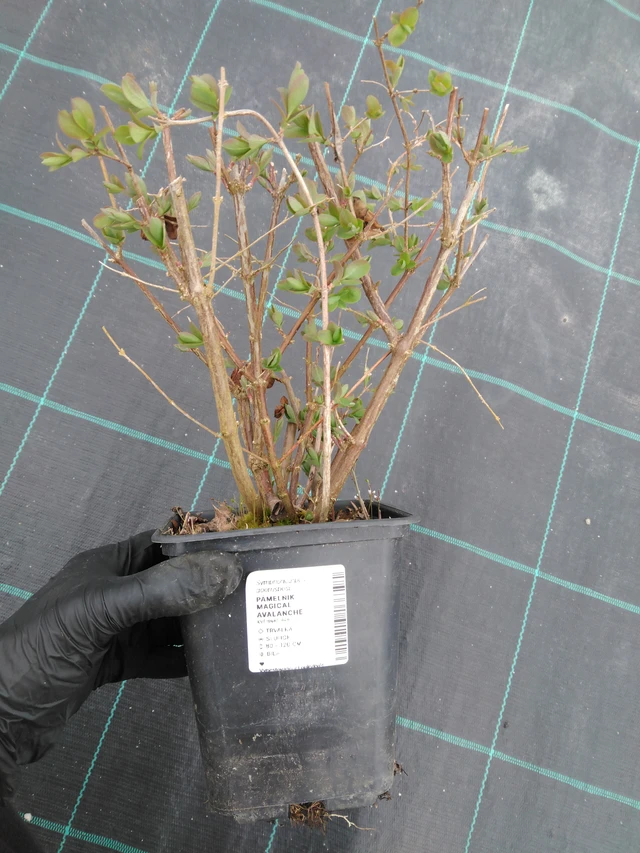 Symphoricarpos Magical Avalanche - 1. 4. 2026