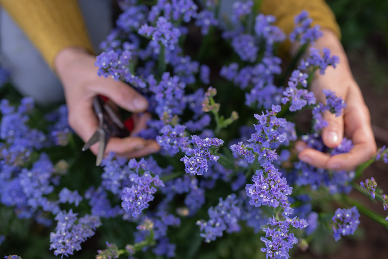 Ikiviuhko QIS Pale Blue, Loukykvět