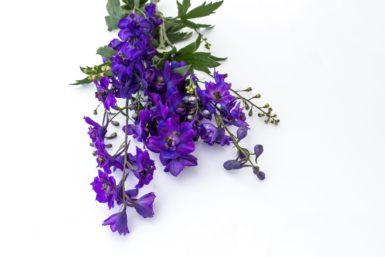 Delphinium Magic Fountains Dark Blue (Dark Bee), Loukykvět