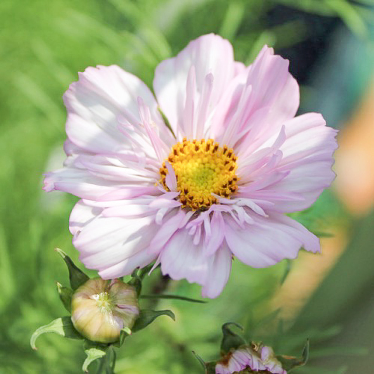 Cosmos Cosimo Collarette, Loukykvět