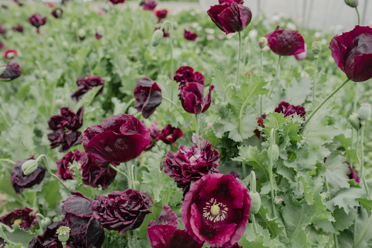 Pæonvalmue Black, Loukykvět