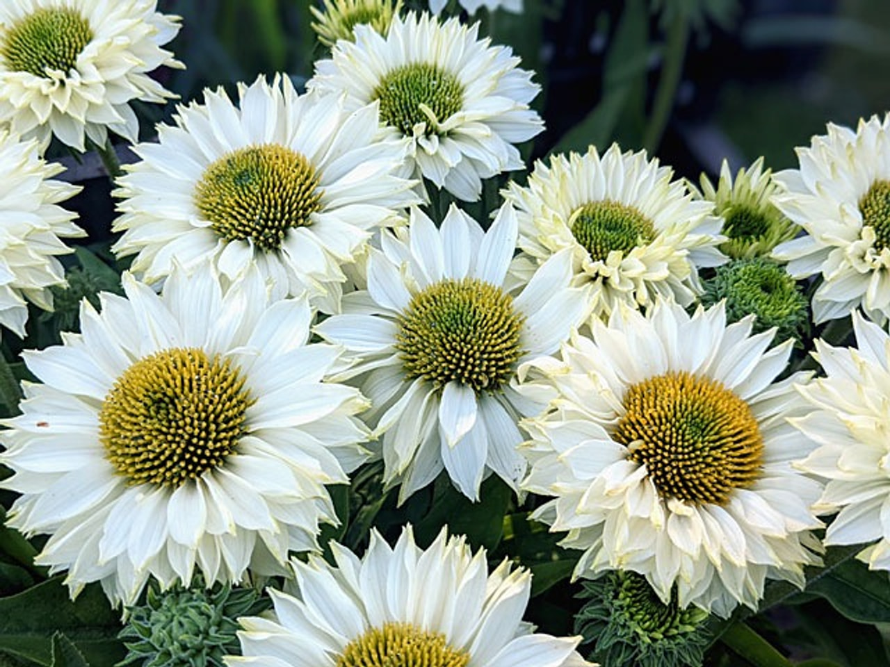 Echinacea SunSeekers White Perfection, Loukykvět