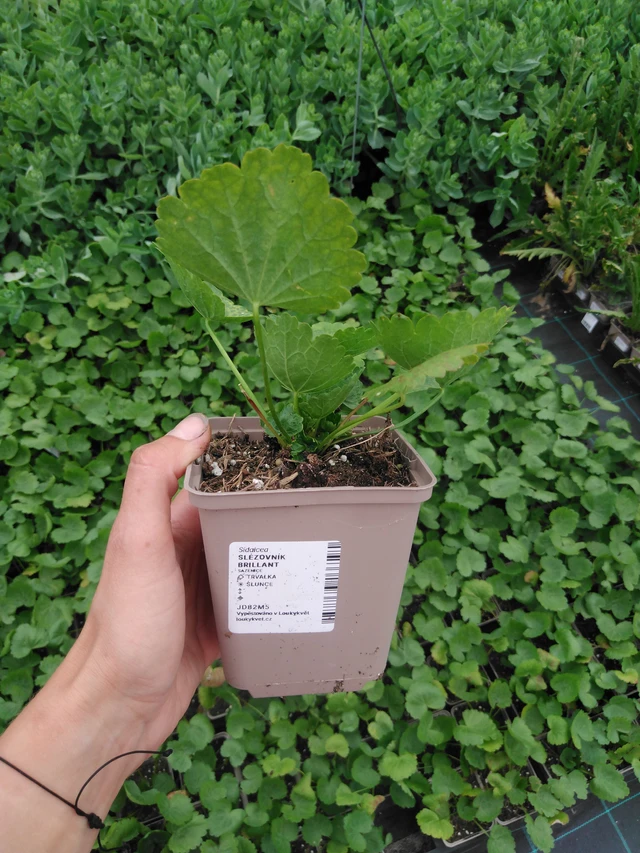 Sidalcea Brilliant - 2024