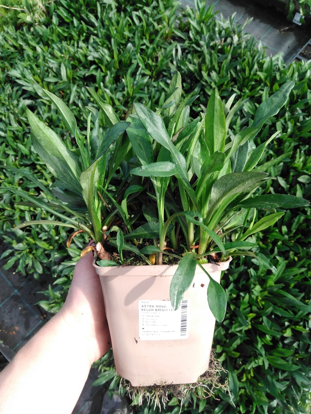 Syysasteri Brigitte - 2024