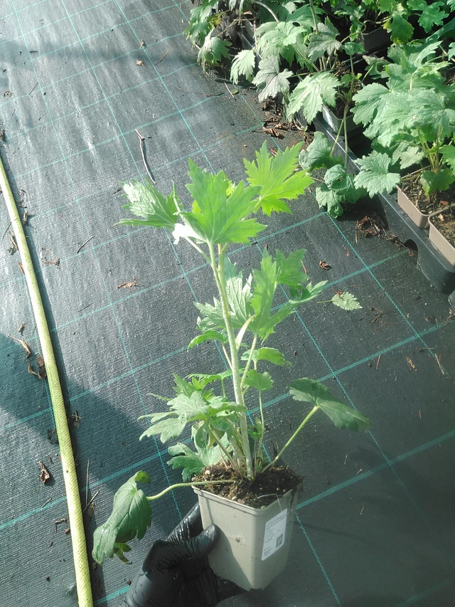 Ritarinkannus Benary’s Pacific Black Knight - 13. 10. 2025