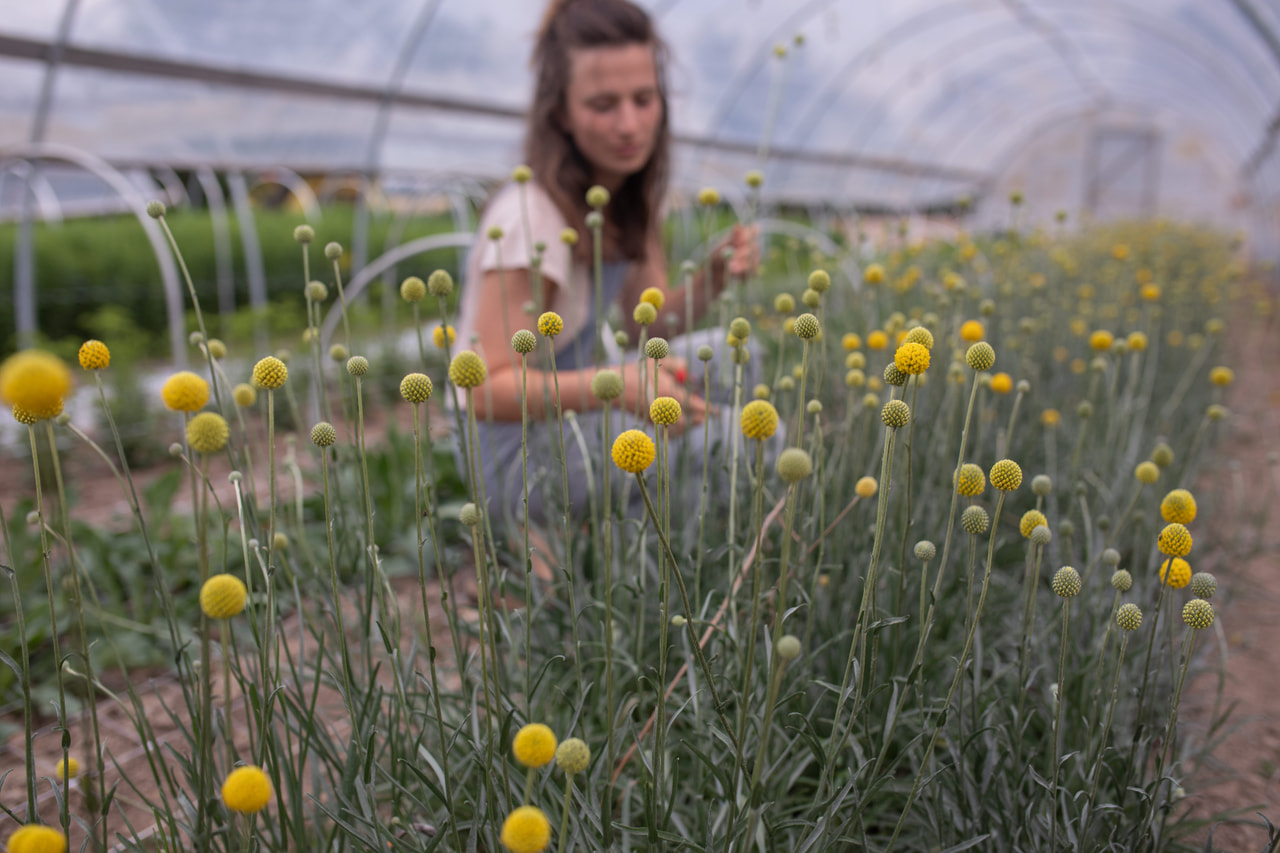 Kultahehkupallo, Loukykvět