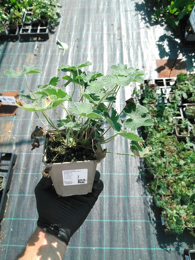 Kurjenpolvi Philippe Vapelle - 19. 8. 2025