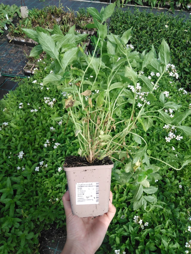 Maitokello Alba - 2024