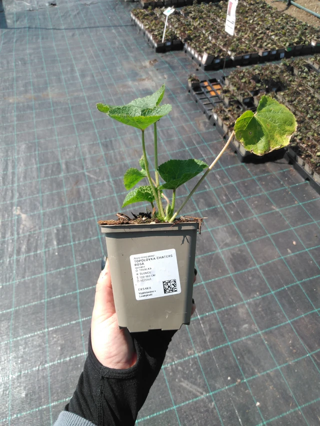 Salkoruusu Chaters Rosa - 13. 5. 2025