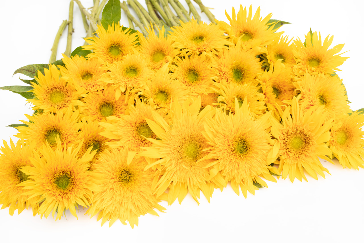 Zonnebloem Double Sunking, Loukykvět