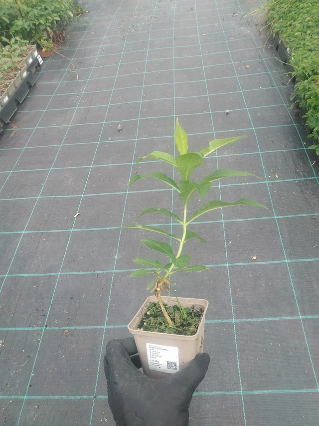 Syysleimu Fujiyama - 10. 9. 2025