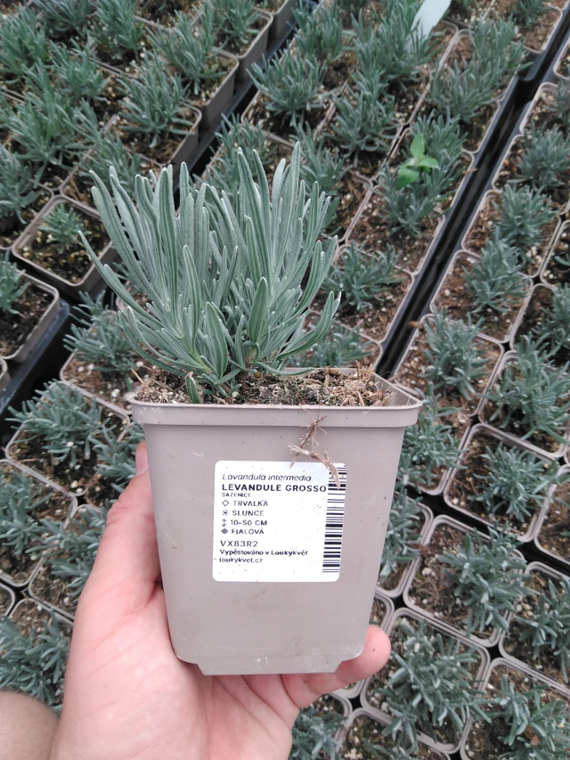 Laventeli Grosso - 2024