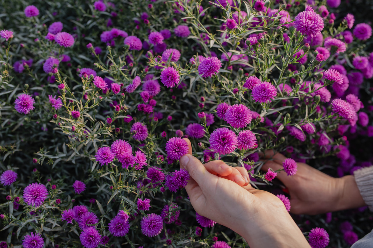 Asteri Primavera, Loukykvět