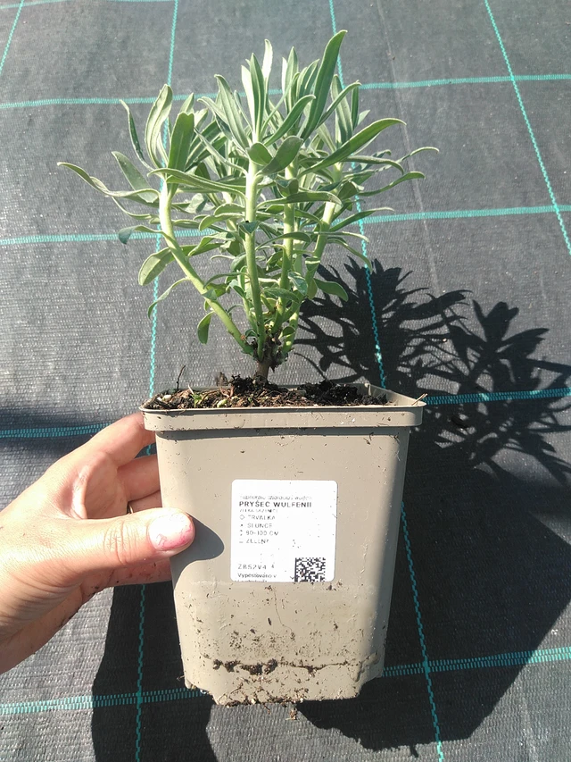Piimalill Wulfenii - 16. 7. 2026