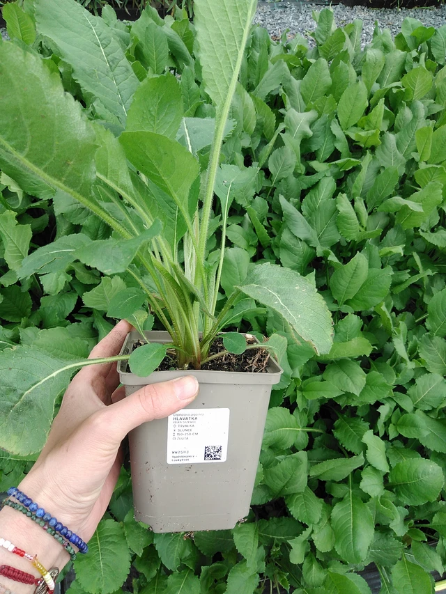 Kirahvinkukka - 9. 6. 2025