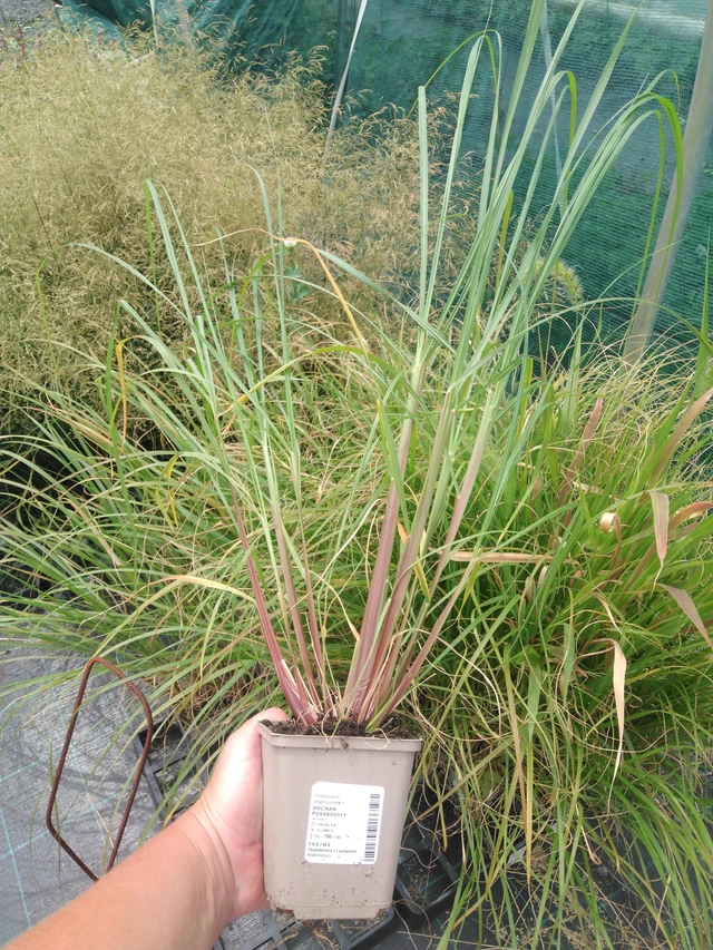 Dochan psárkovitý - 2024