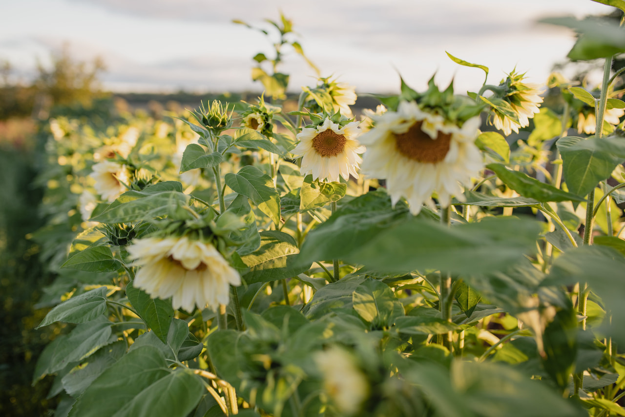 Zonnebloem ProCut White Lite, Loukykvět