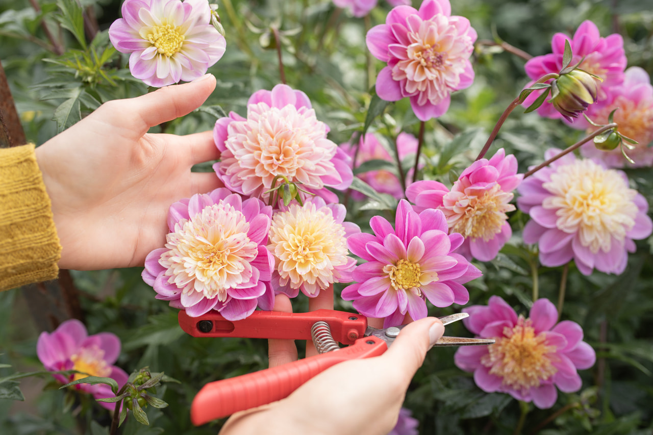 Daalia Take off, Loukykvět