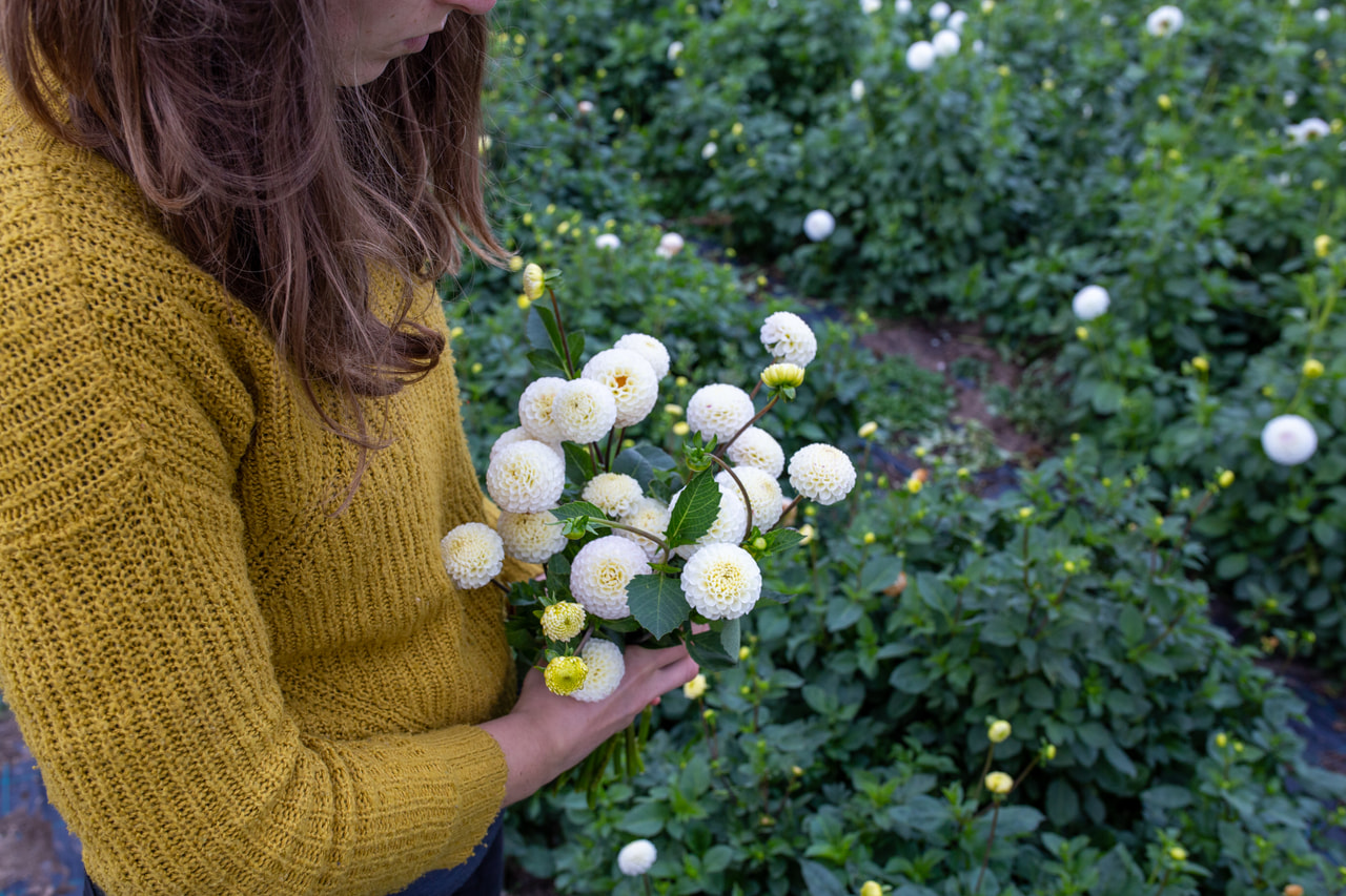 Daalia Small World, Loukykvět