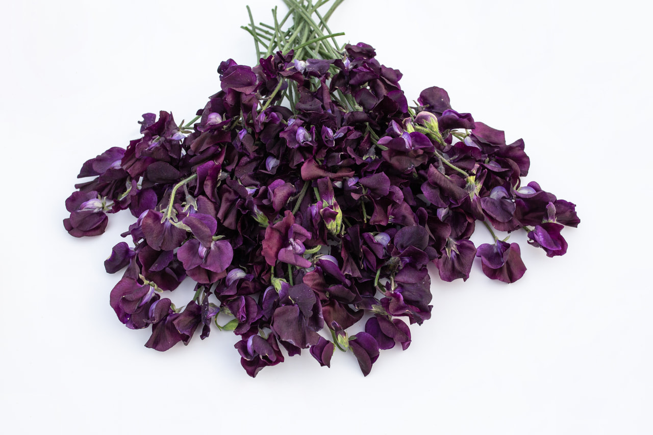 Lathyrus Winter Sunshine Navy, Loukykvět