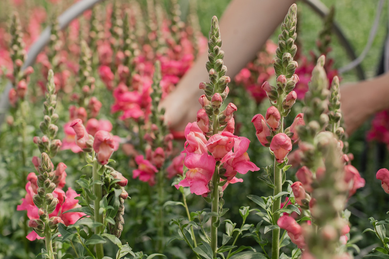 Leeuwenbek Costa Rose, Loukykvět