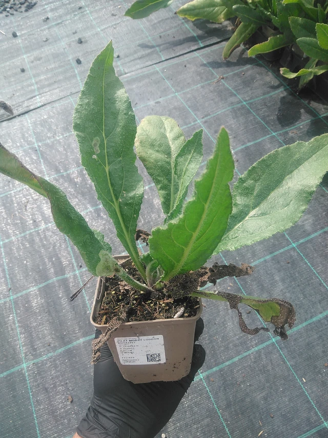 Italianrastas - 10. 9. 2025