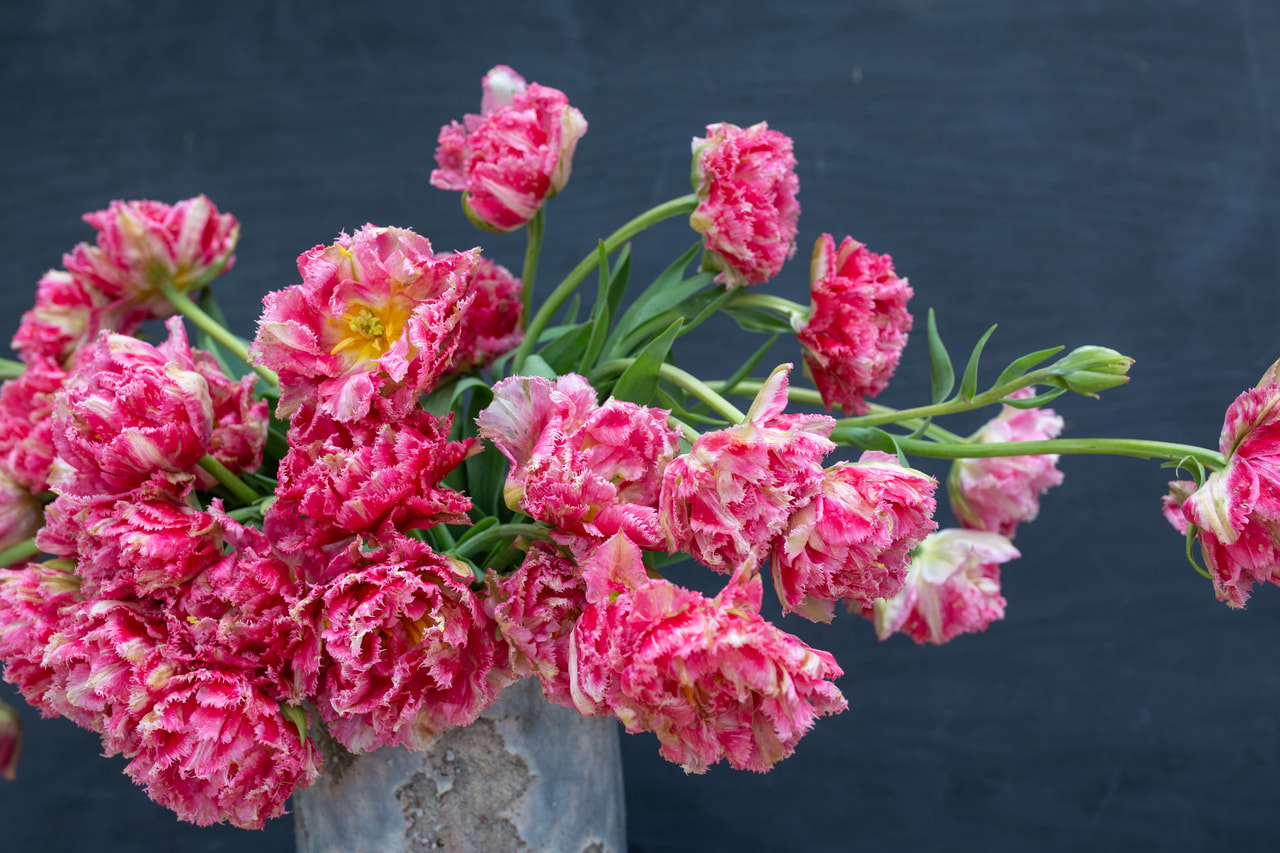 Tulppaani Crispion Sweet, Loukykvět