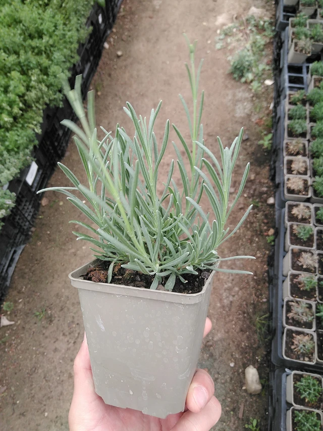 Laventeli Edelweiss - 8. 7. 2025