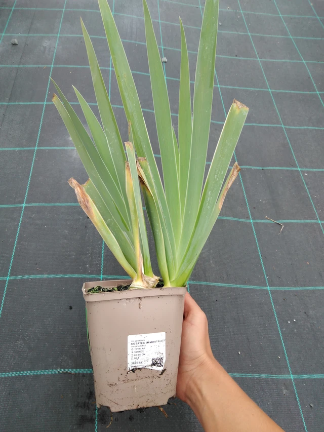 Tarhakurjenmiekka Immortality - 10. 9. 2025