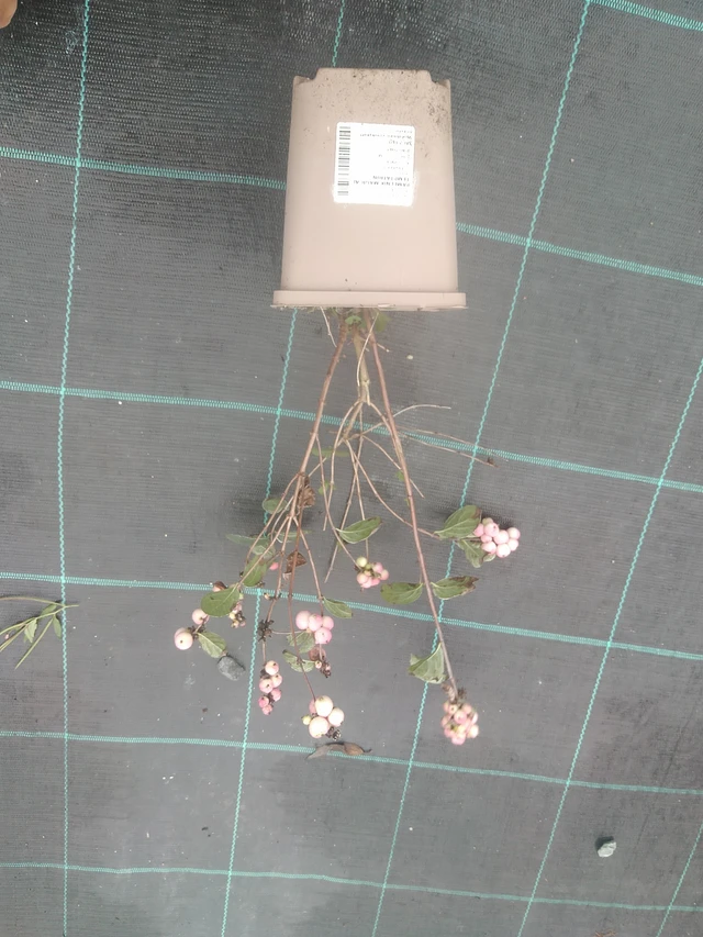 Lumimarja Magical Temptation - 10. 10. 2025