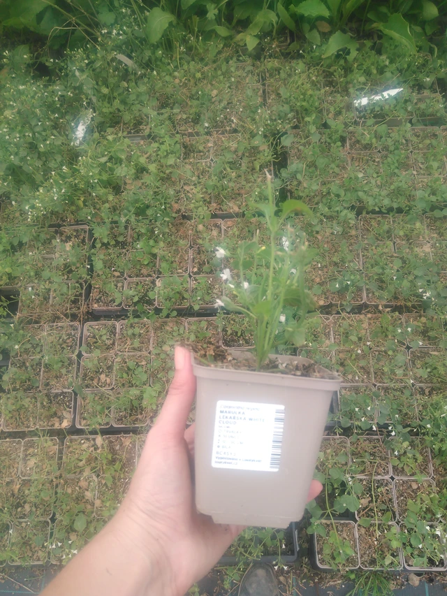 Käenminttu White Cloud  - 2024