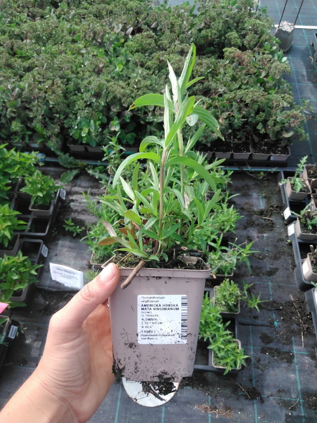 Menta de montaña Virginianum - 2024