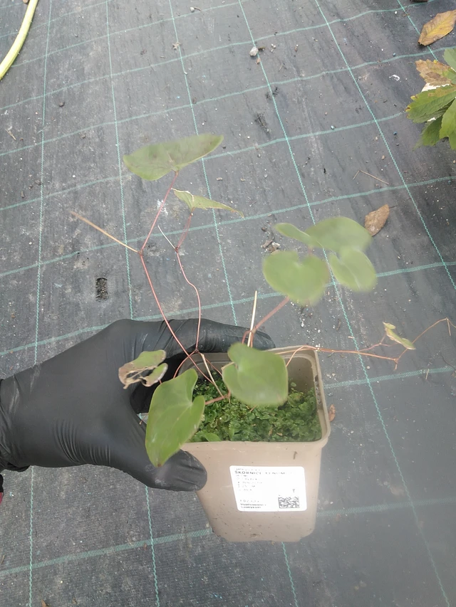 Epimedium Yenomoto - 13. 10. 2025