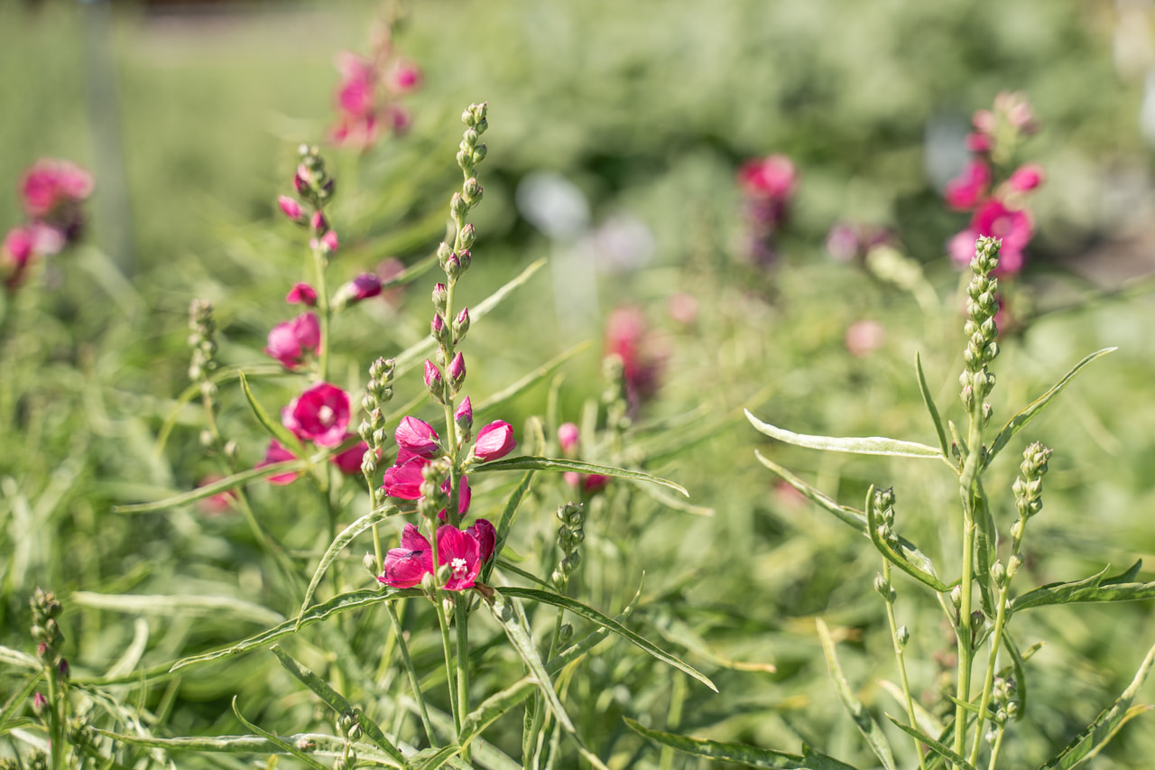 Sidalcea Brilliant, Loukykvět
