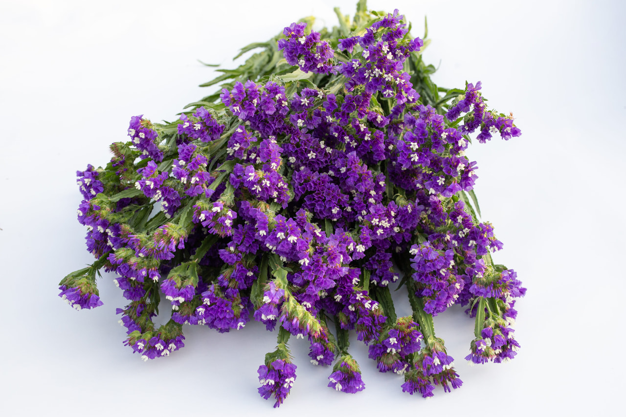 Ikuikukka QIS Dark Blue, Loukykvět