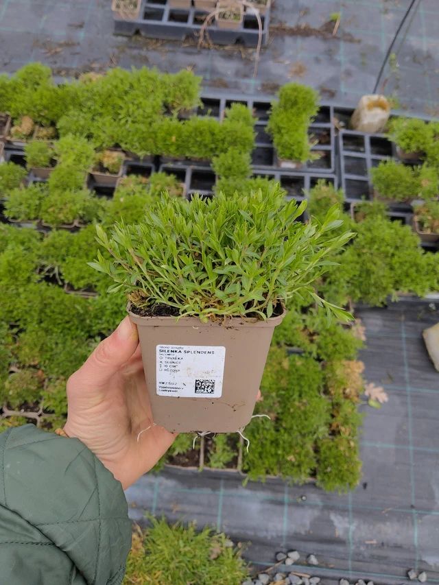 Kohokki Splendens - 21. 4. 2026