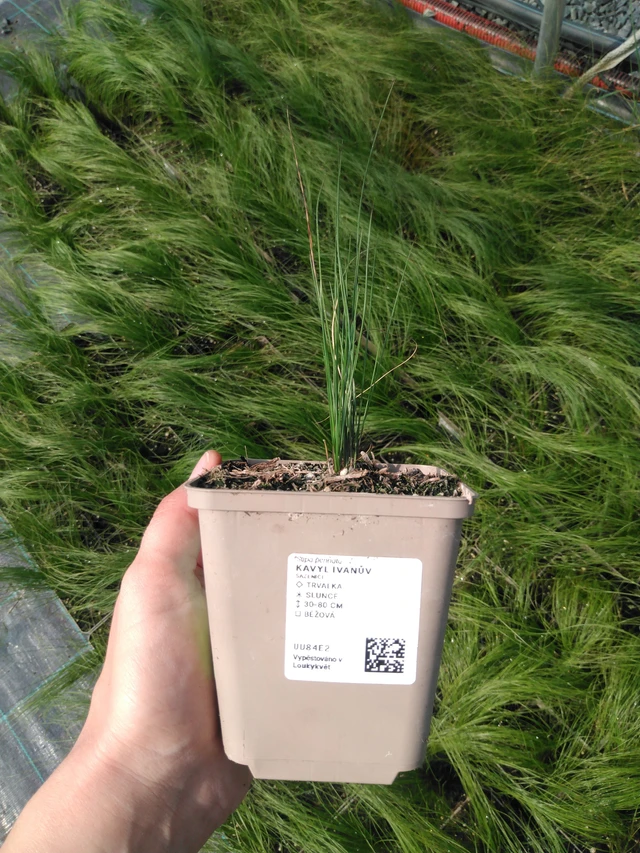 Stipa pennata - 13. 5. 2025