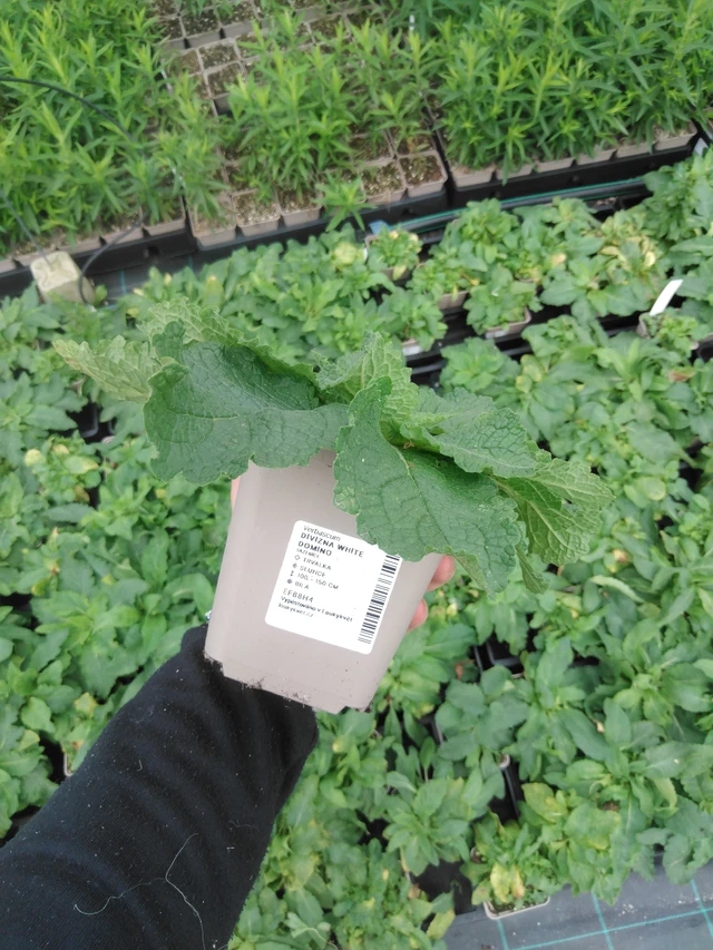 Verbascum White Domino - 2024