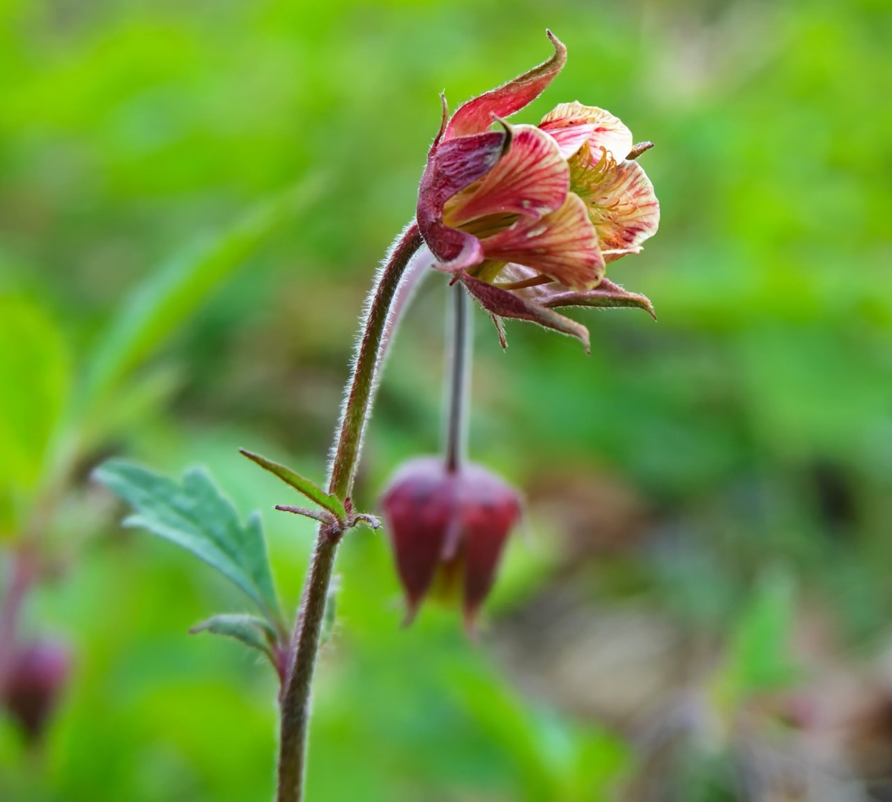 Ojakellukka, Loukykvět