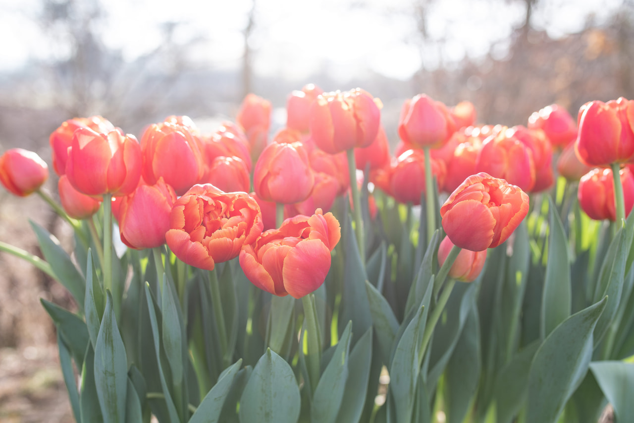 Tulppaani Iccon, Loukykvět