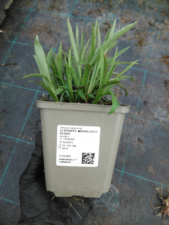 Piisku Moonlight Glory - 1. 4. 2026