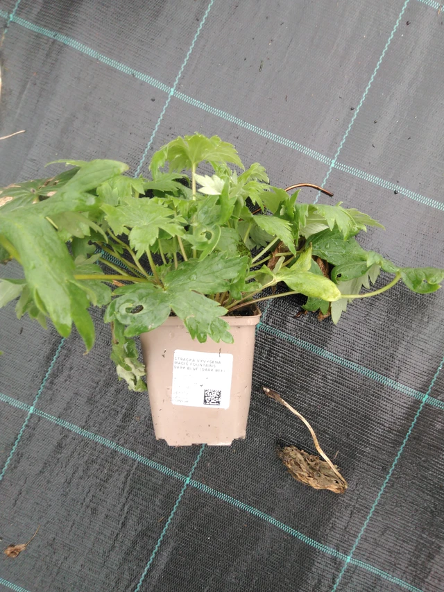 Espuela de caballero Magic Fountains Dark Blue (Dark Bee) - 10. 9. 2025