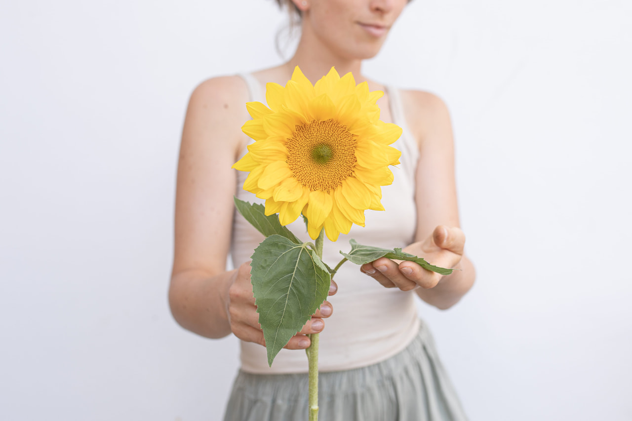 Zonnebloem ProCut Yellow Lite, Loukykvět