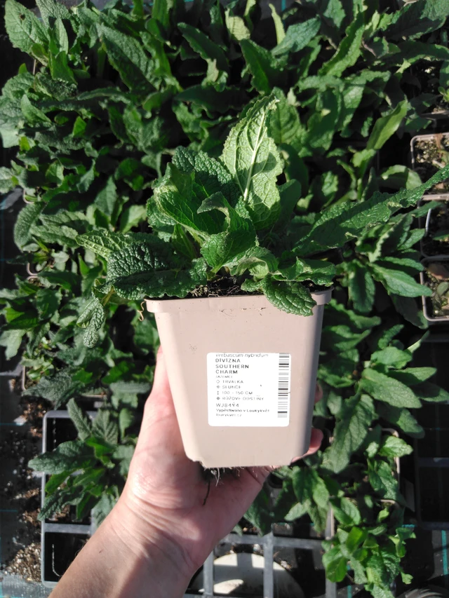 Verbascum Southern Charm - 2024