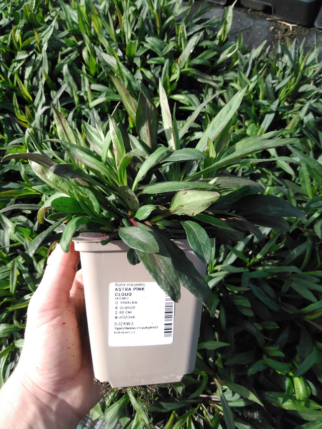 Asteri Pink Cloud - 2024