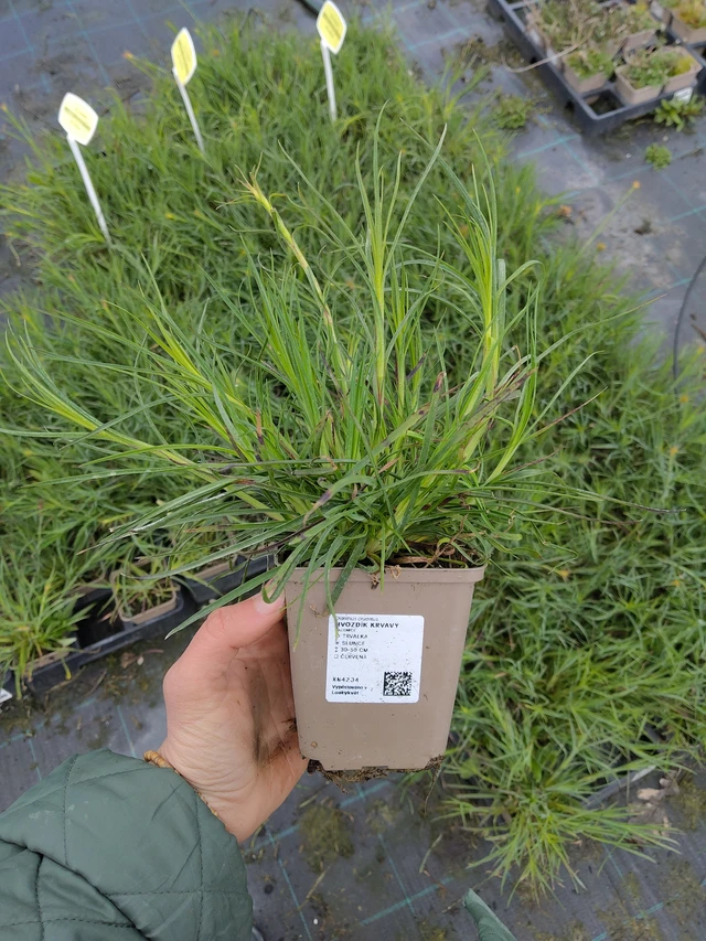 Verineilikka - 21. 4. 2026